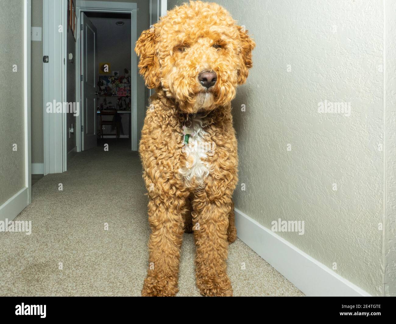 L'australiano Labradoodle è un mix tra Labrador Retriever, Poodle e Cocker Spaniel. Foto Stock