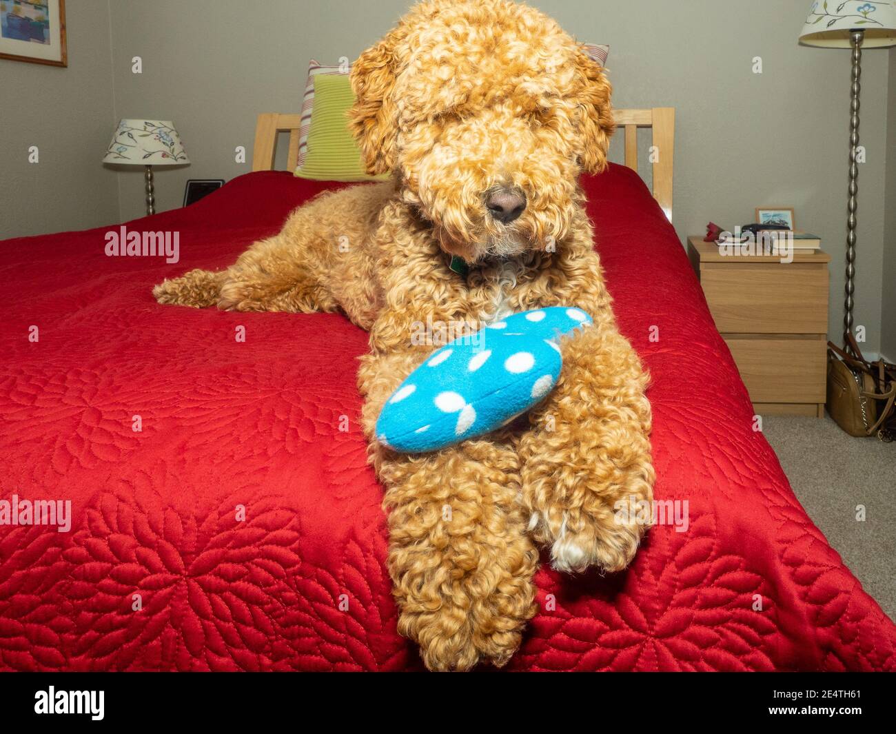 L'australiano Labradoodle è un mix tra Labrador Retriever, Poodle e Cocker Spaniel. Foto Stock