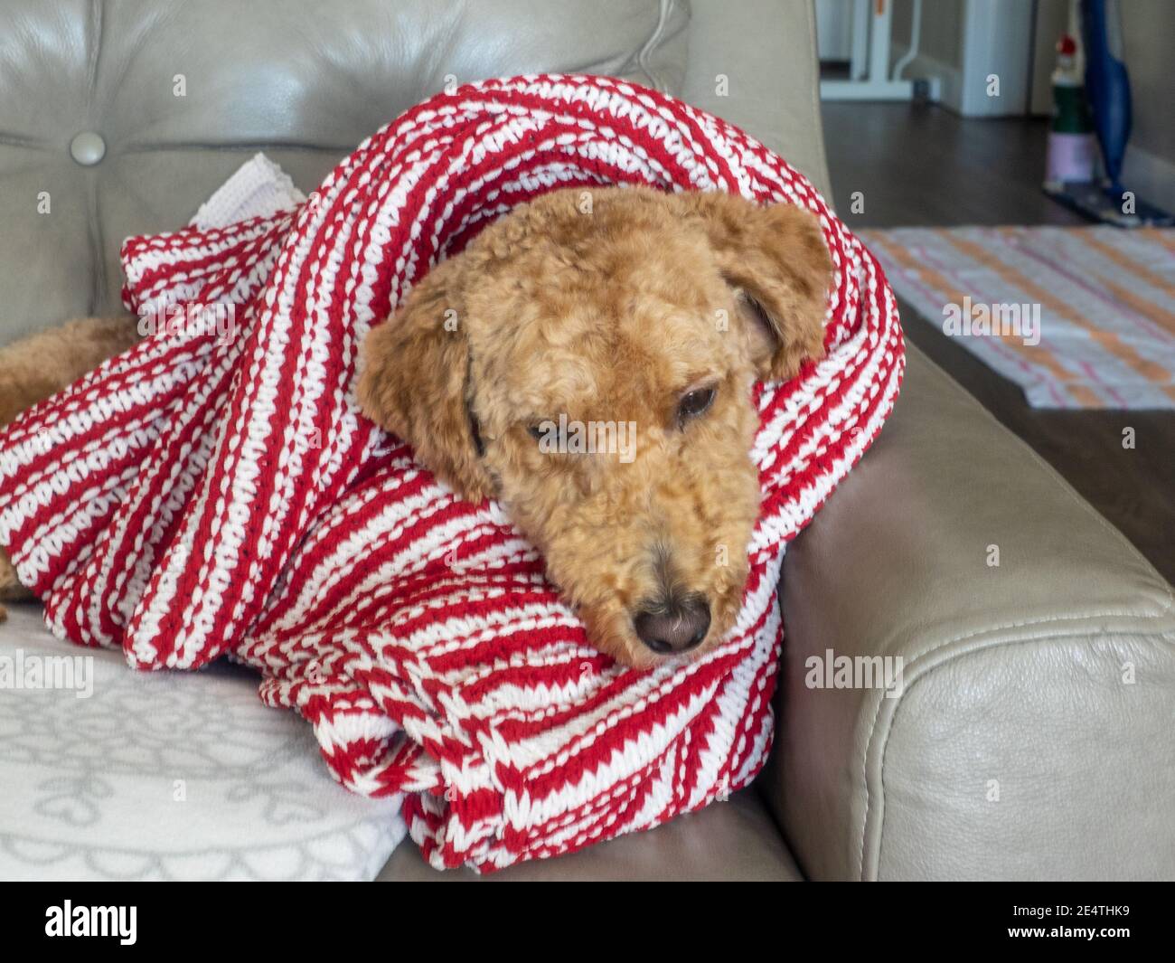 L'australiano Labradoodle è un mix tra Labrador Retriever, Poodle e Cocker Spaniel. Foto Stock