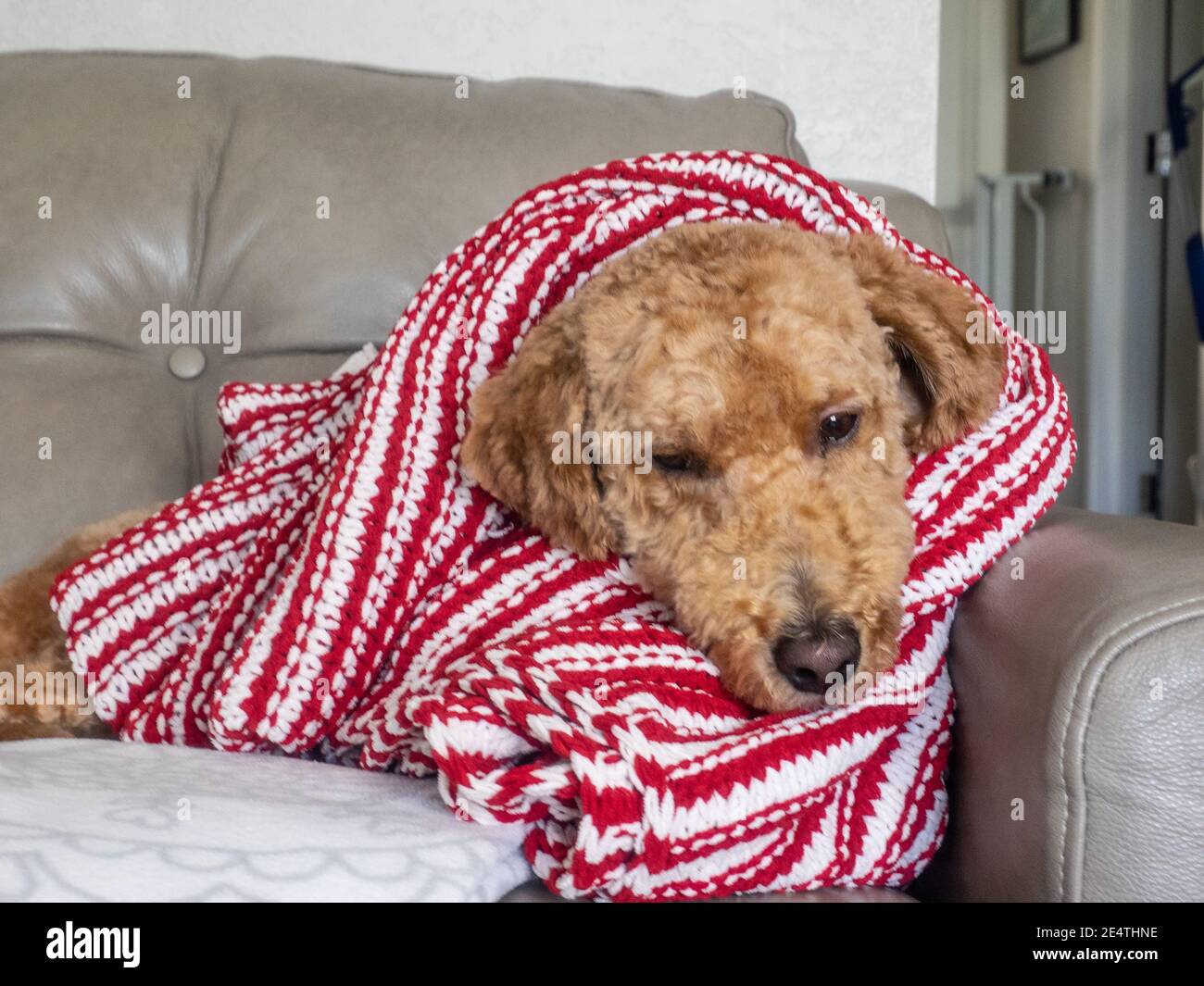L'australiano Labradoodle è un mix tra Labrador Retriever, Poodle e Cocker Spaniel. Foto Stock