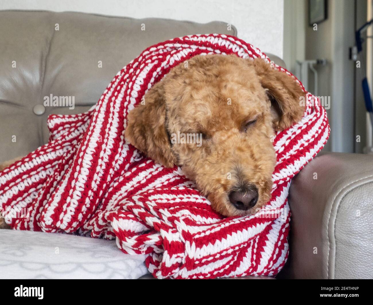 L'australiano Labradoodle è un mix tra Labrador Retriever, Poodle e Cocker Spaniel. Foto Stock