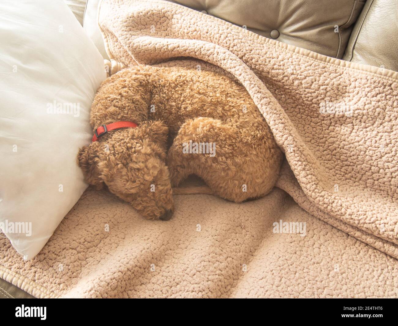 L'australiano Labradoodle è un mix tra Labrador Retriever, Poodle e Cocker Spaniel. Foto Stock