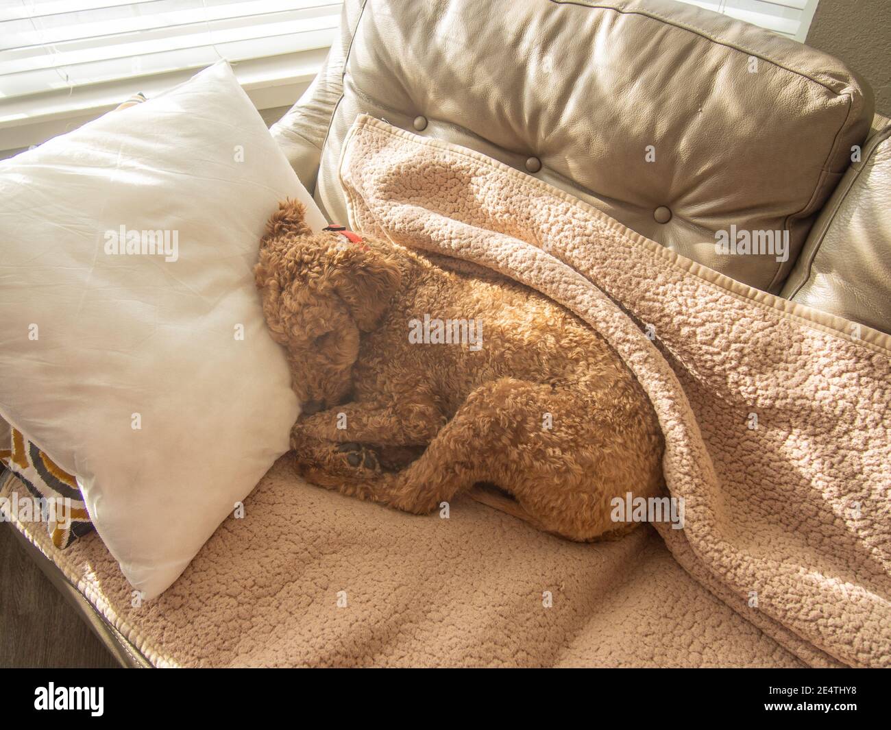 L'australiano Labradoodle è un mix tra Labrador Retriever, Poodle e Cocker Spaniel. Foto Stock