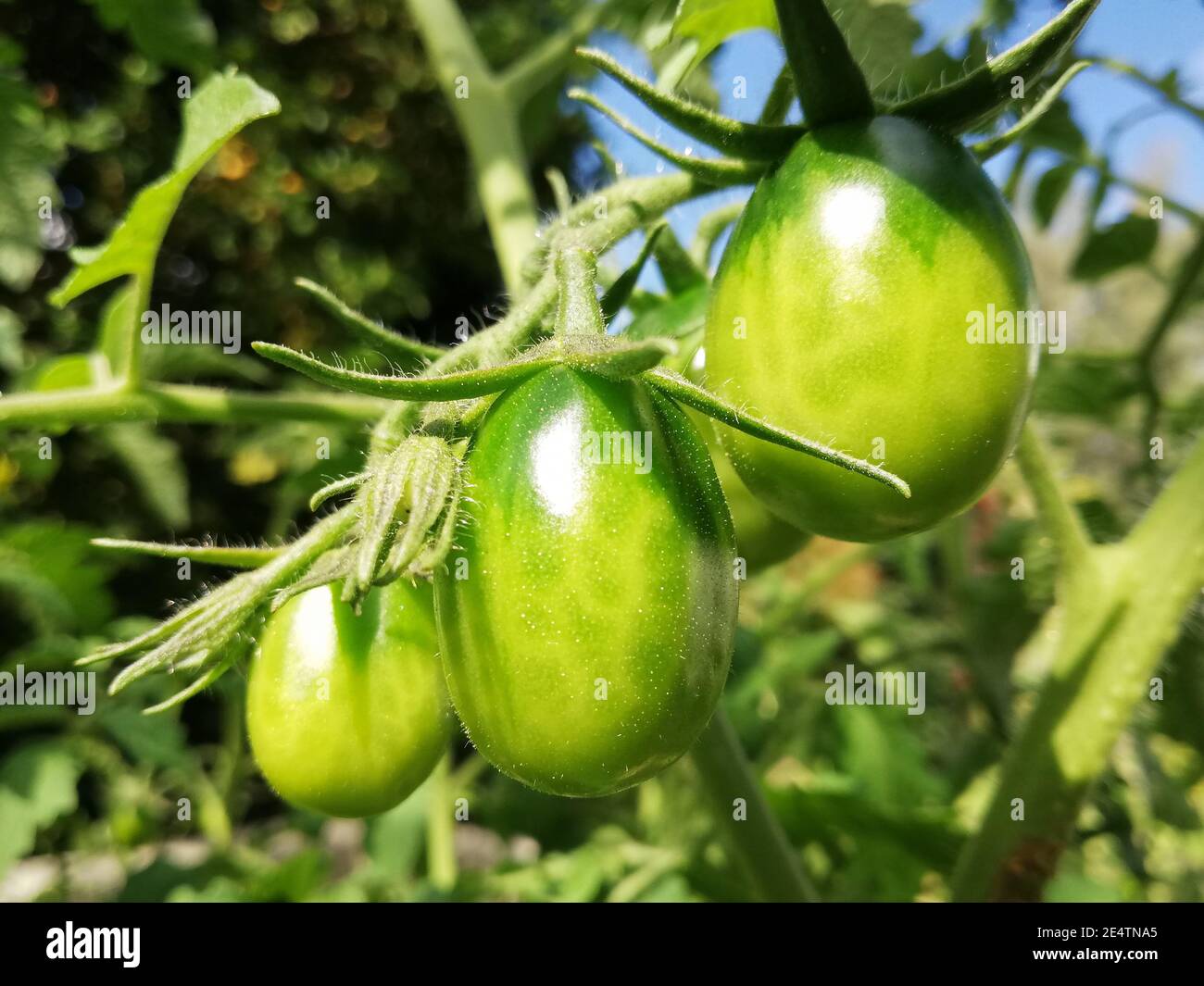 Tre pomodori verdi che crescono al sole . Gruppo di oggetti, cibo, vita morta, alimentazione, frutta, verdura Foto Stock