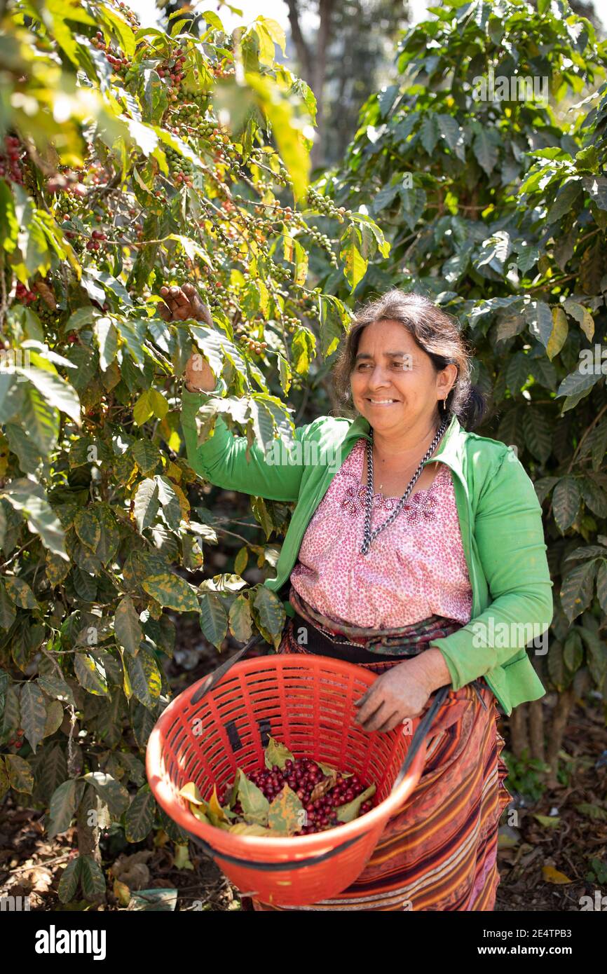 Raccolta di ciliegie di caffè a San Juan la Laguna, Guatemala, America Centrale. Foto Stock