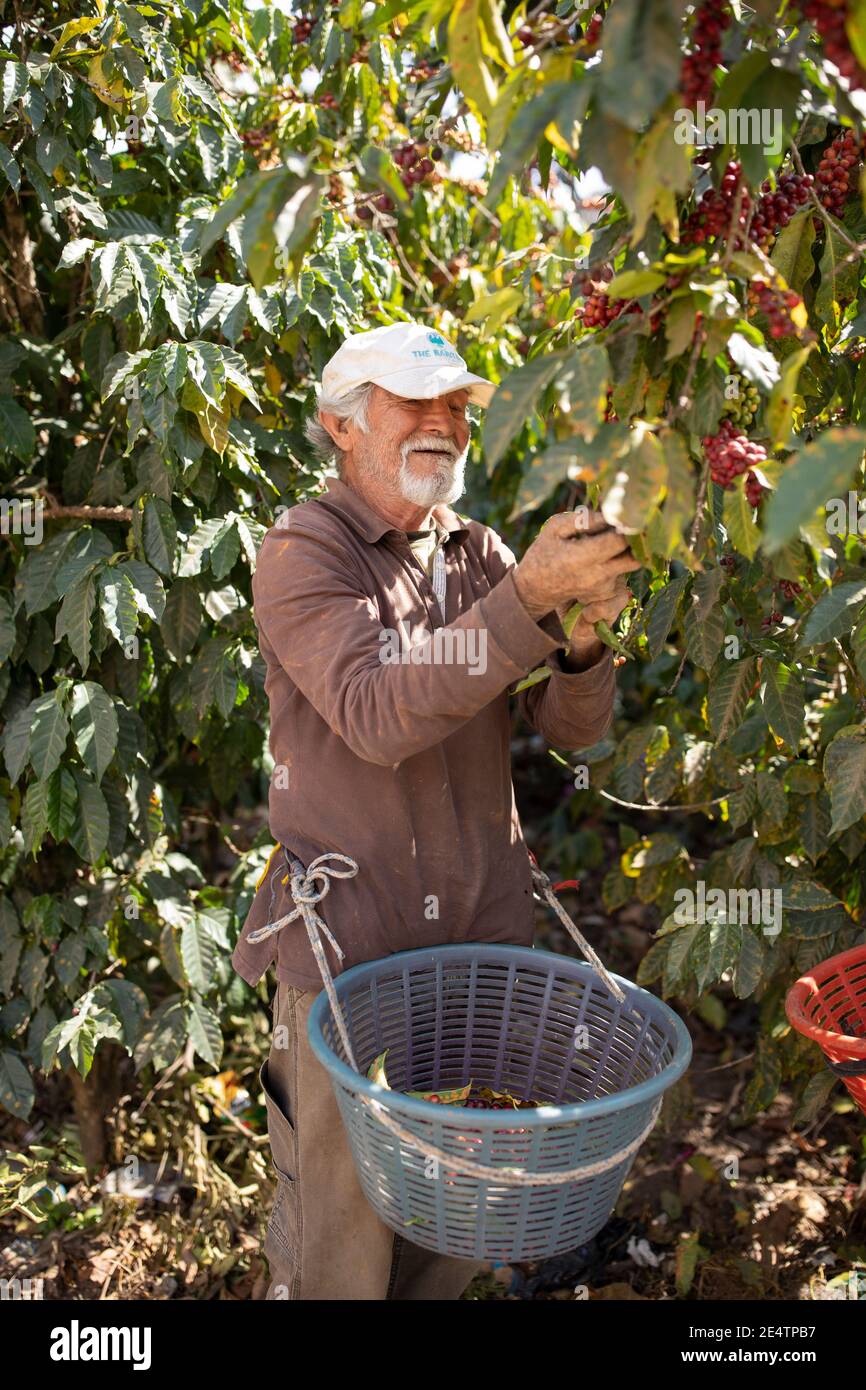 Raccolta di ciliegie di caffè a San Juan la Laguna, Guatemala, America Centrale. Foto Stock