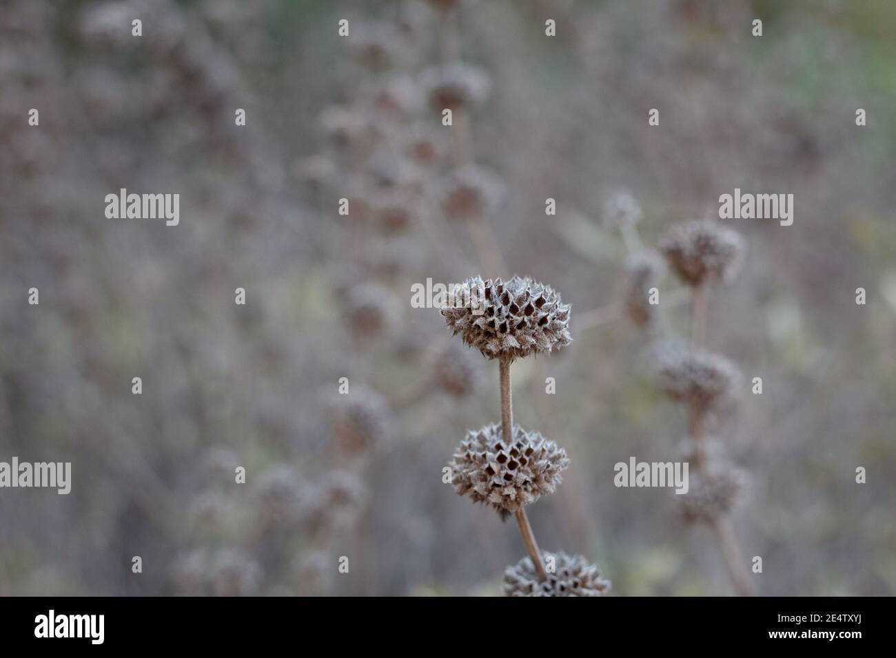 Bratte grigie che in precedenza ospitavano frutta, salvia mellifera, Lamiaceae, arbusto nativo, Temescal Gateway Park, Santa Monica Mountains, Inverno. Foto Stock