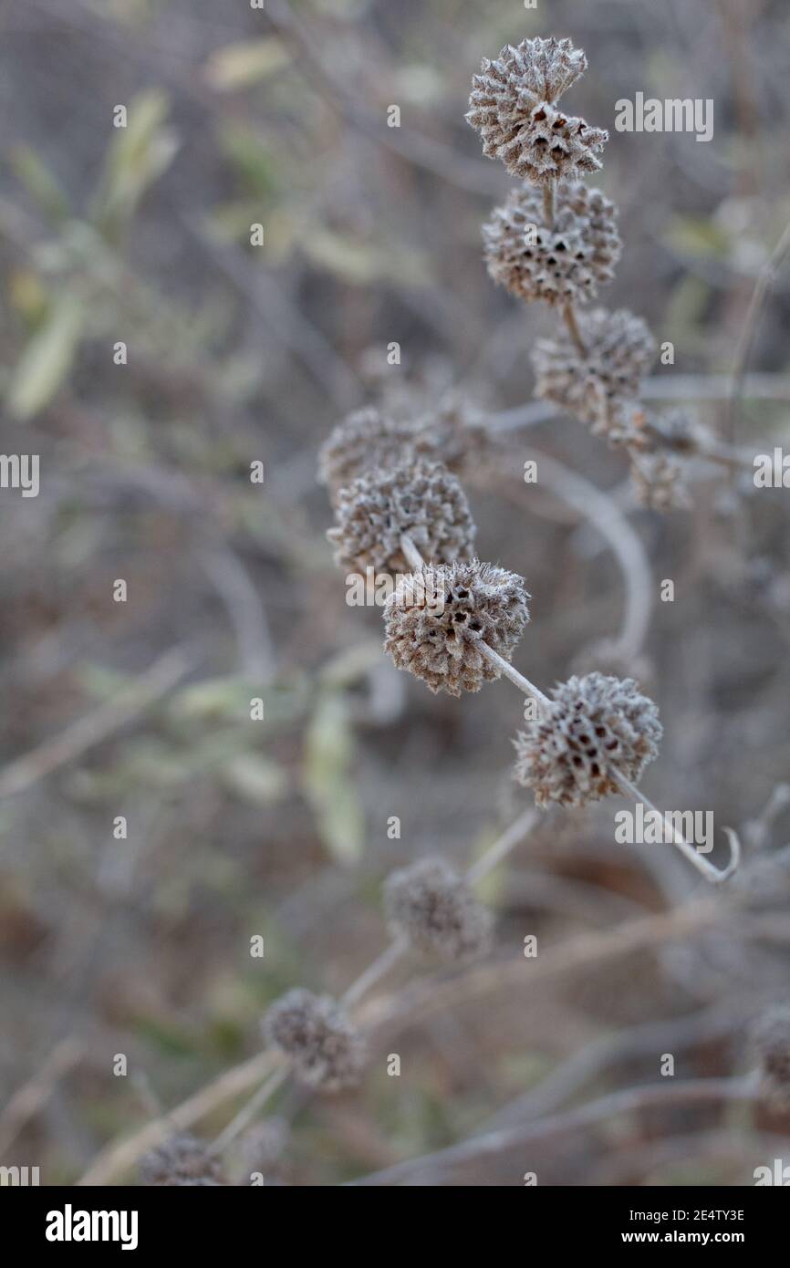 Bratte grigie che in precedenza ospitavano frutta, salvia mellifera, Lamiaceae, arbusto nativo, Temescal Gateway Park, Santa Monica Mountains, Inverno. Foto Stock