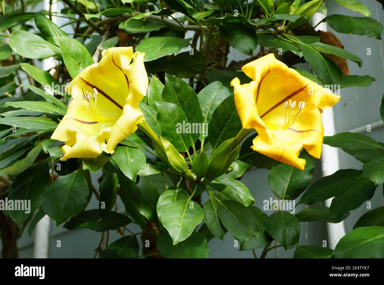 Bella calice giallo Vine fiori a piena fioritura, anche conosciuto come hawaian Lily Foto Stock