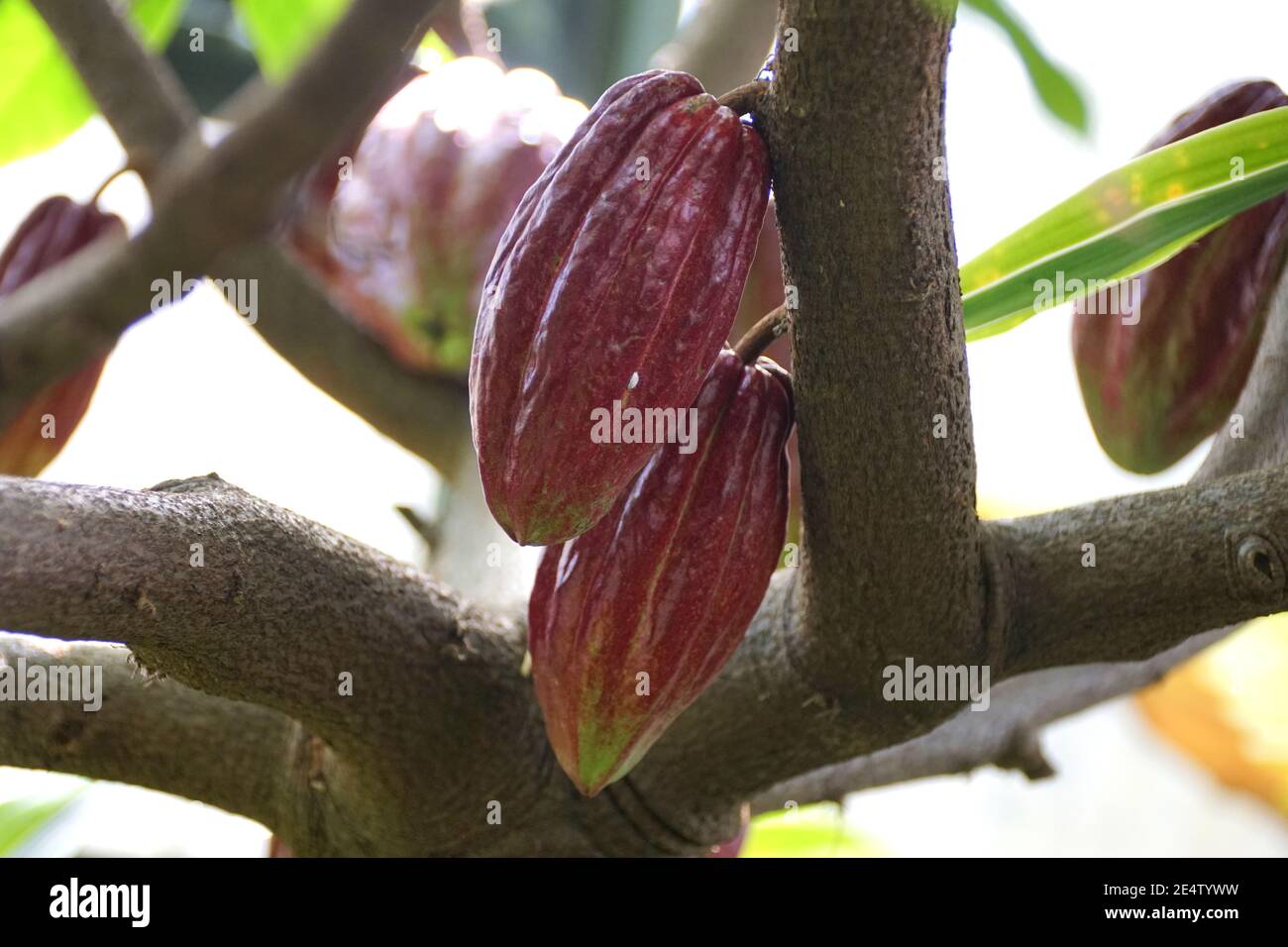 Primo piano della frutta di cacao marrone sull'albero Foto Stock