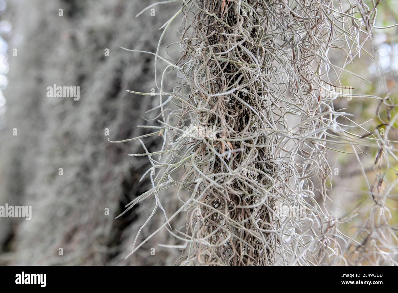 Muschio spagnolo su quercia viva in South Carolina Low Country Al tramonto - epifite Tillandsia usneoides - profondo Sud epifitico piante - fogliame meridionale Foto Stock