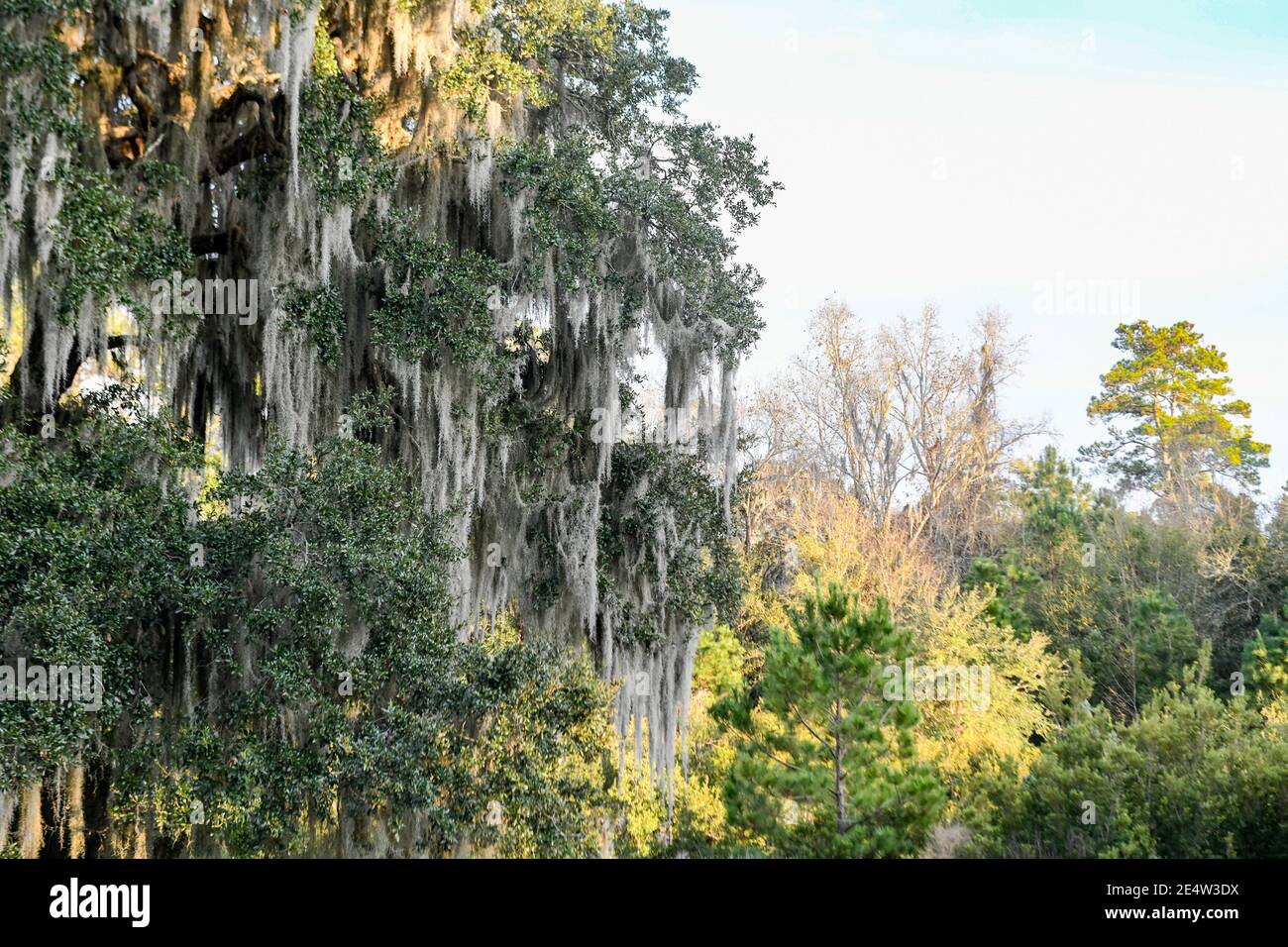 Muschio spagnolo su quercia viva in South Carolina Low Country Al tramonto - epifite Tillandsia usneoides - profondo Sud epifitico piante - fogliame meridionale Foto Stock