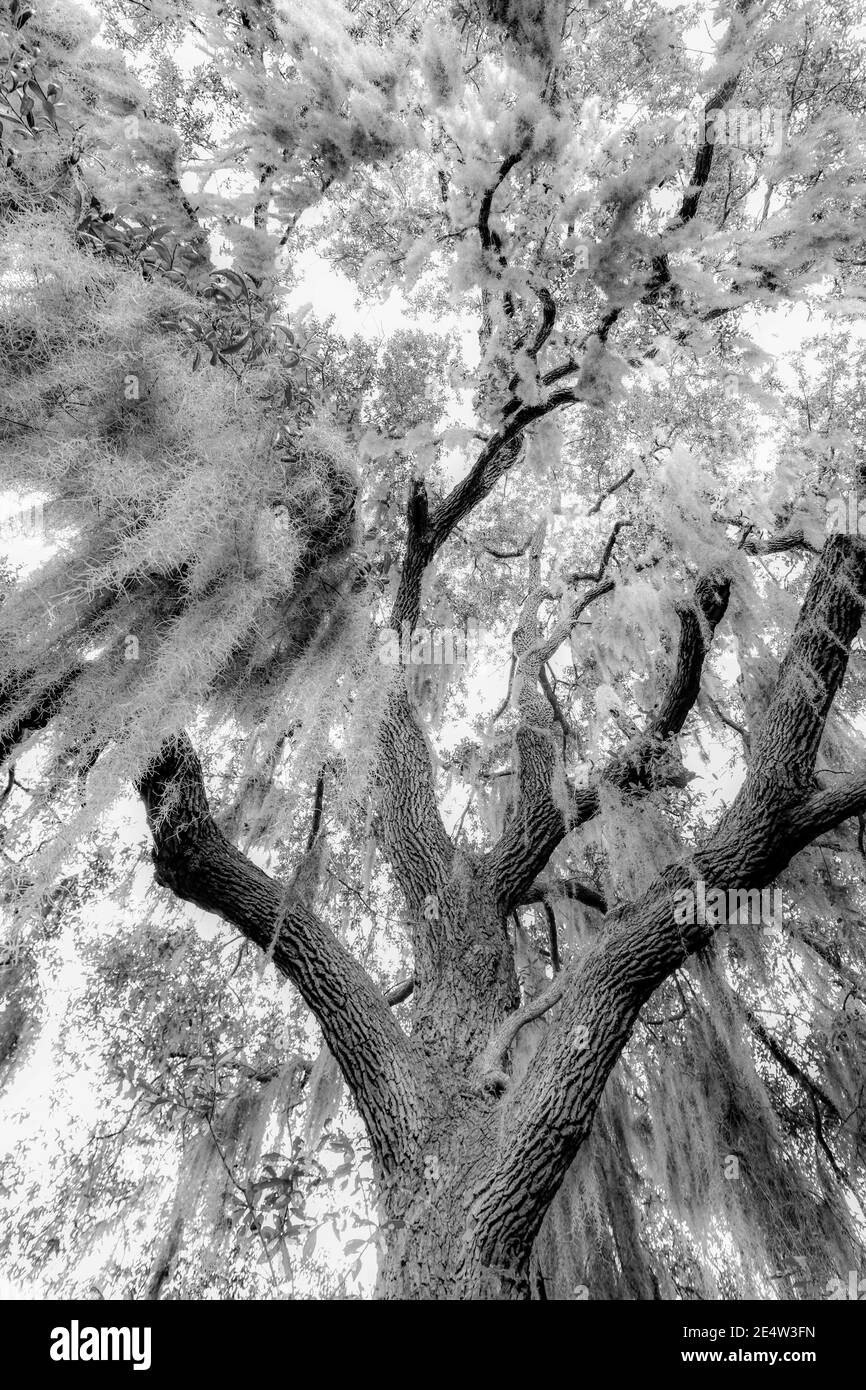 Muschio spagnolo su quercia viva in South Carolina Low Country Al tramonto - epifite Tillandsia usneoides - profondo Sud epifitico piante - fogliame meridionale Foto Stock