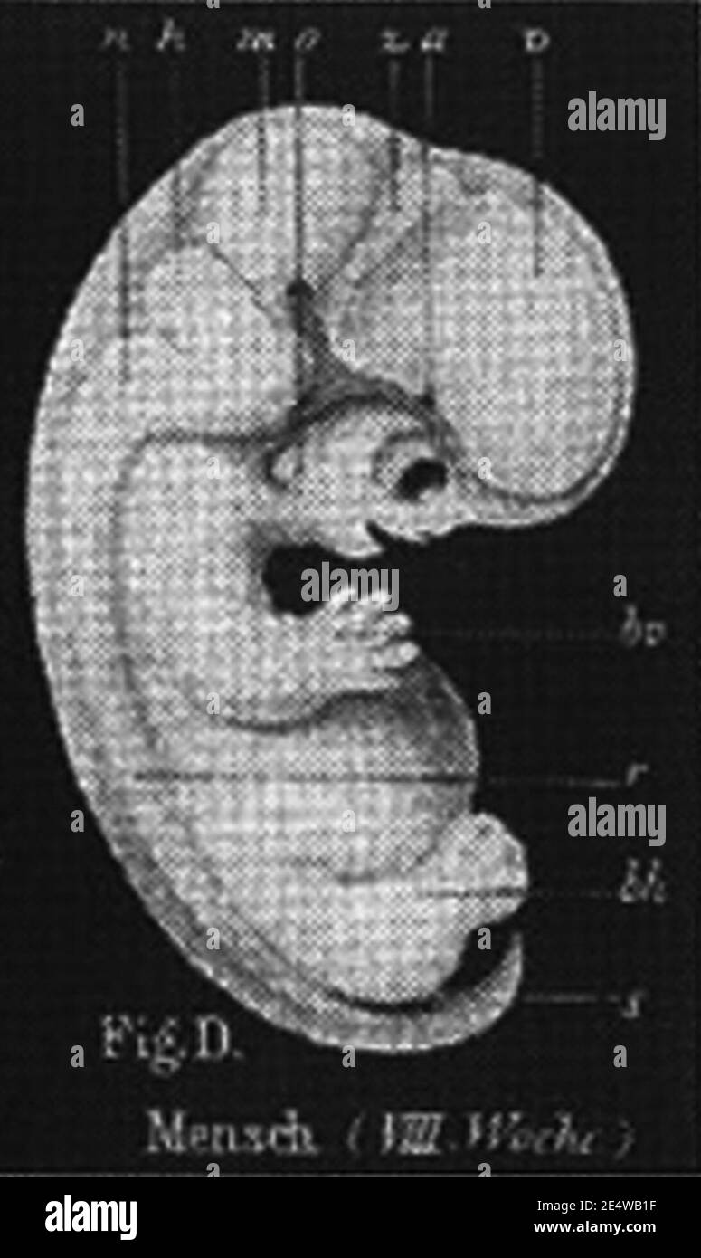 Menschlicher-embryo-8-Wochen Haeckel-1868. Foto Stock