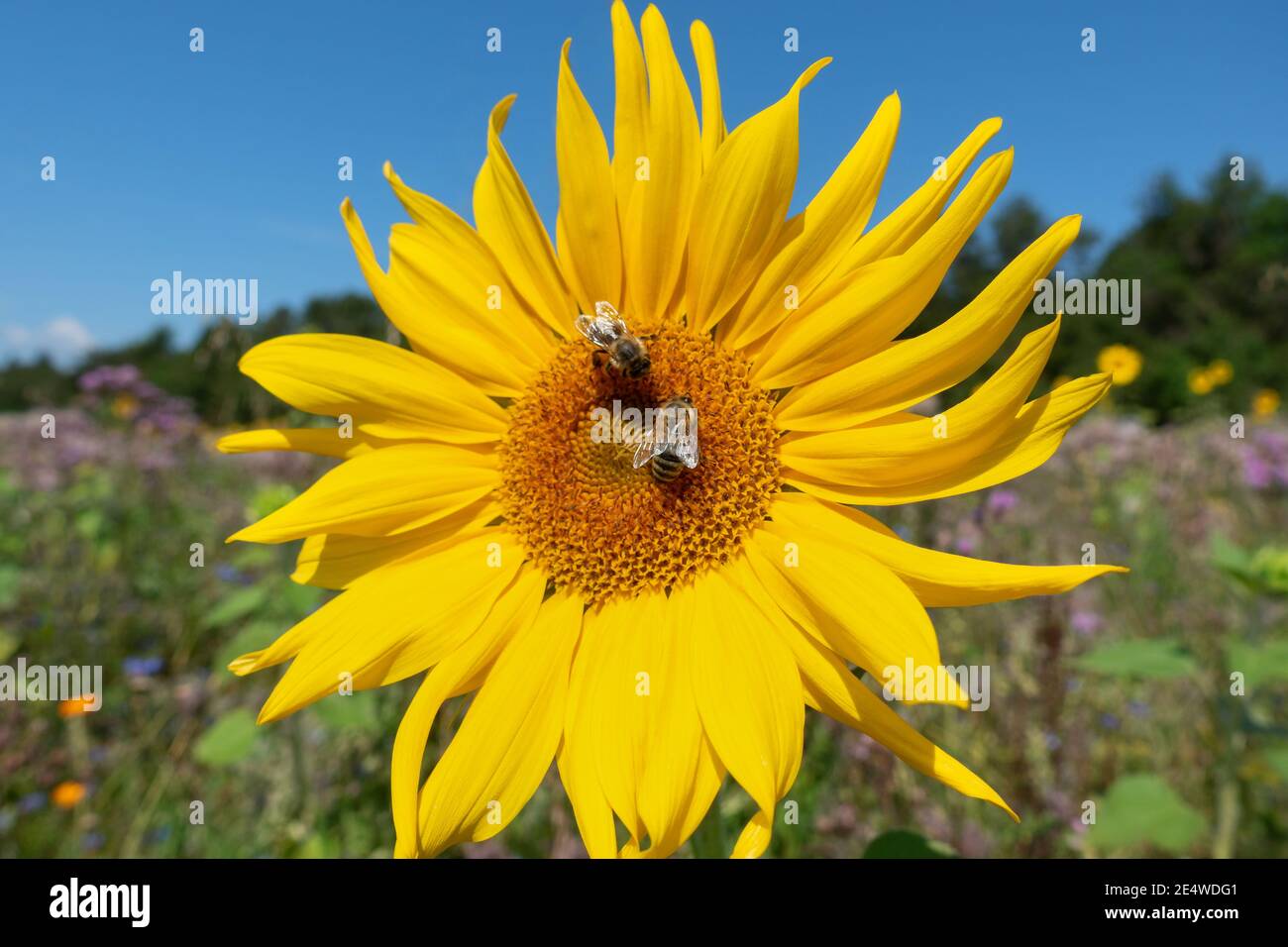 Girasole in primo piano con due api Foto Stock