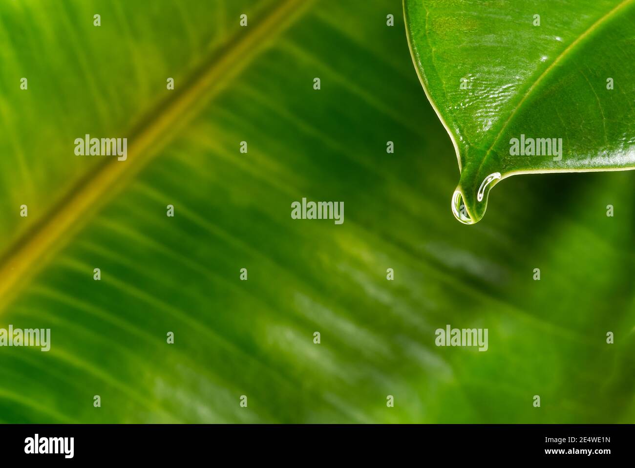 Goccia d'acqua su foglia verde di Ficus gomma fico. Primo piano della boccola in gomma con caduta di pioggia Foto Stock