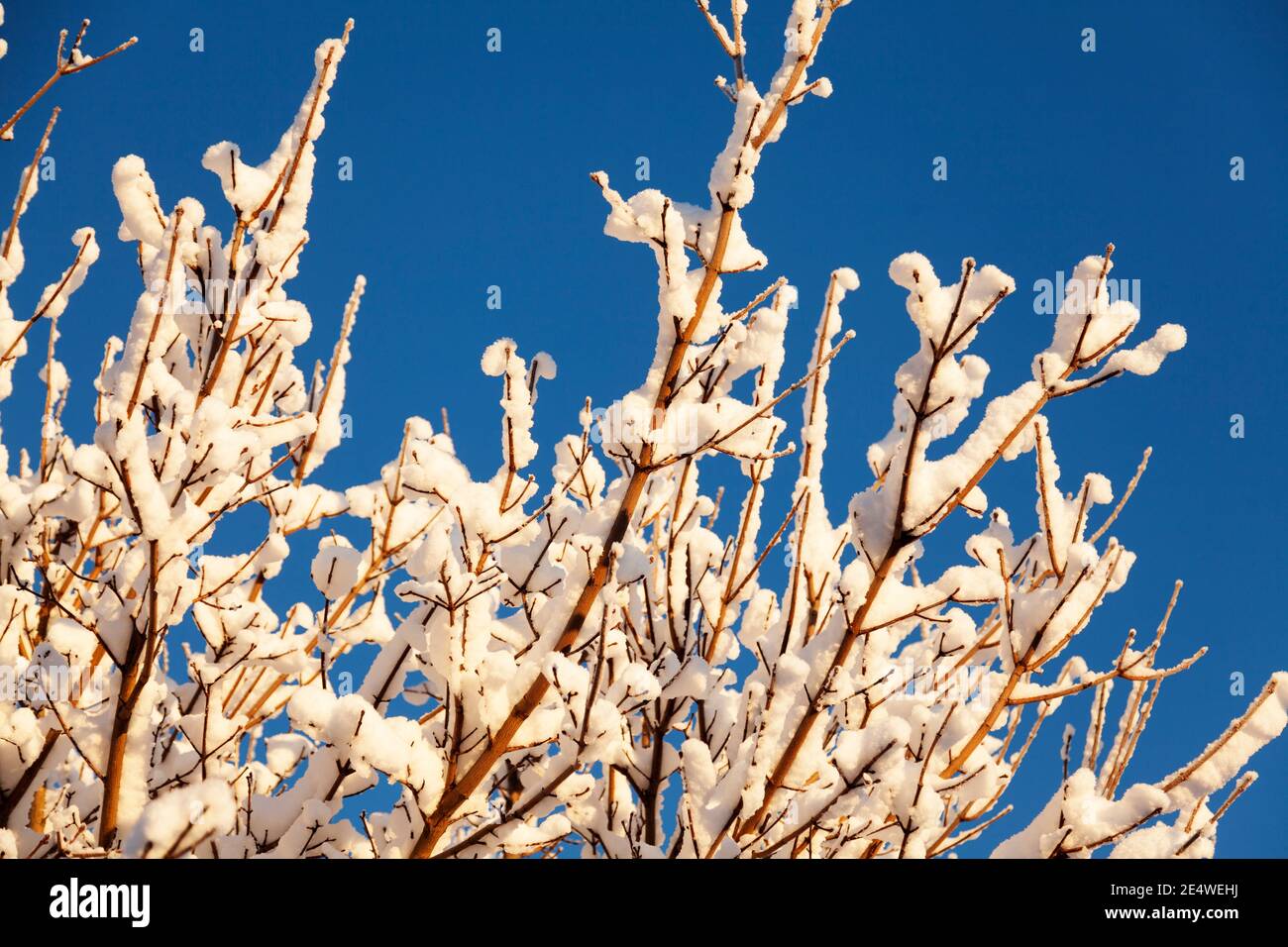albero rami in luce del sole come nevicato Foto Stock