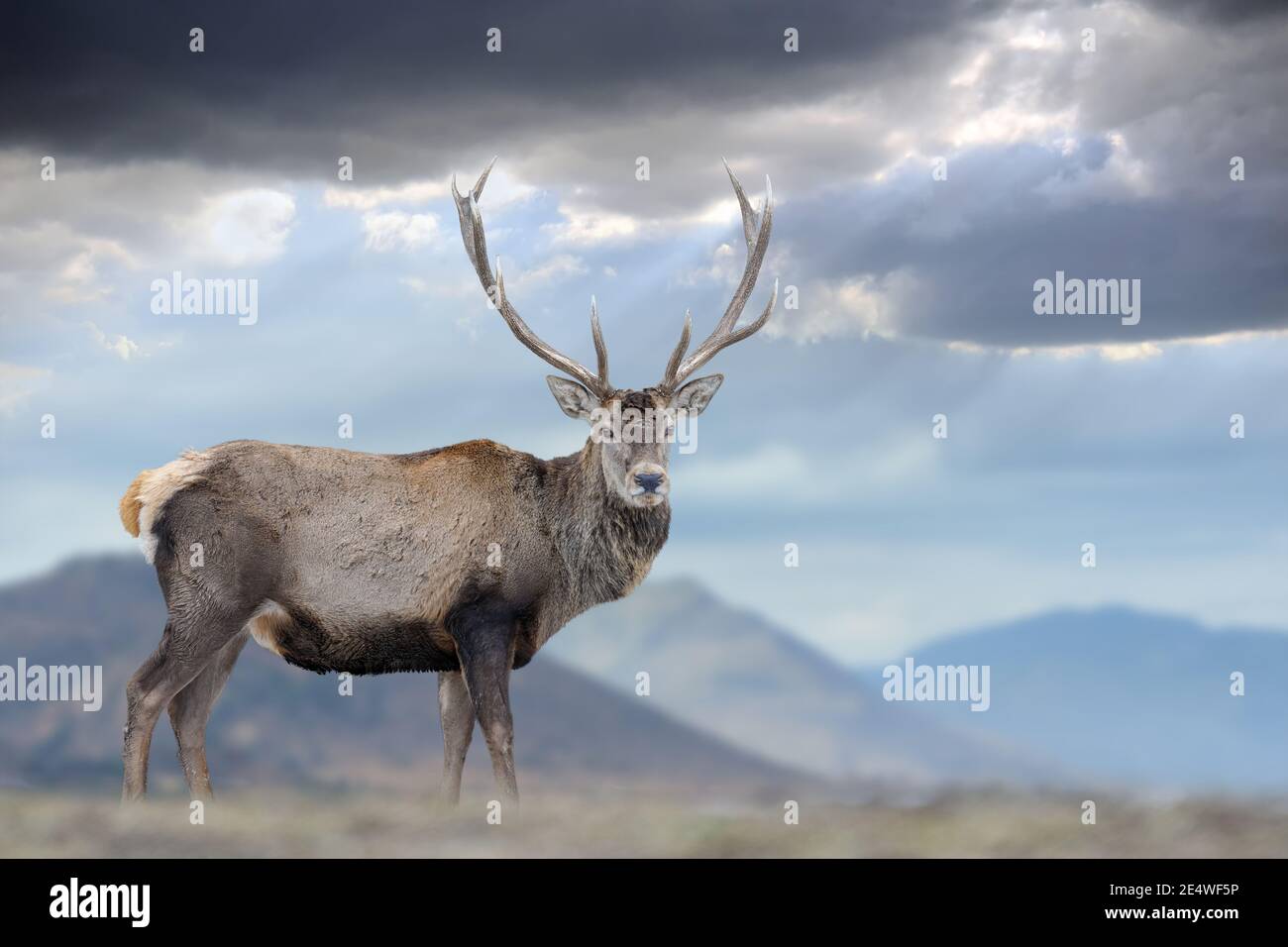 Maestosi cervi rossi puntano sul baskground di montagna. Animale in habitat naturale. Grande mammifero. Scena della fauna selvatica Foto Stock