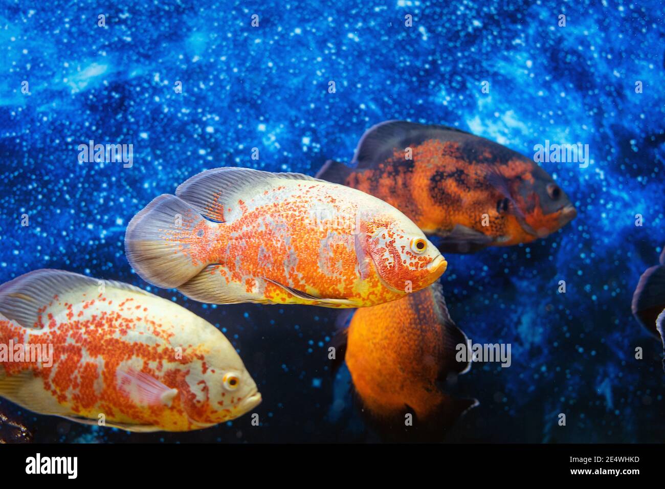 Astronotus ocellatus, pesce di pavone o ocellatus su fondo azzurro in acquario Foto Stock
