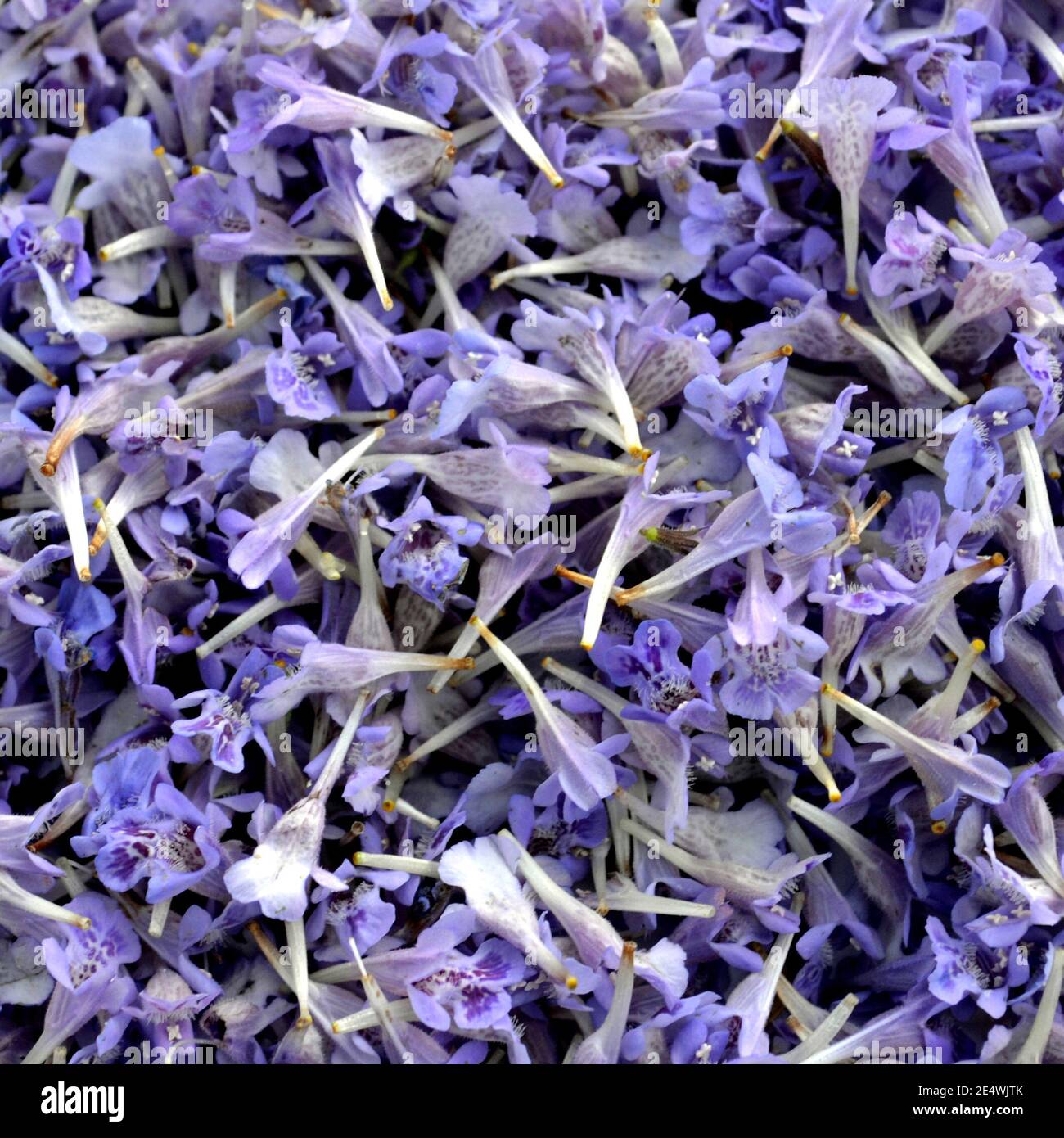 Fiori violetti di sfondo glechoma hederacea. Altri nomi sono Nepeta glechoma, Nepeta hederacea-ground-ivy, gill-over-the-ground, tunhoof, creepin Foto Stock