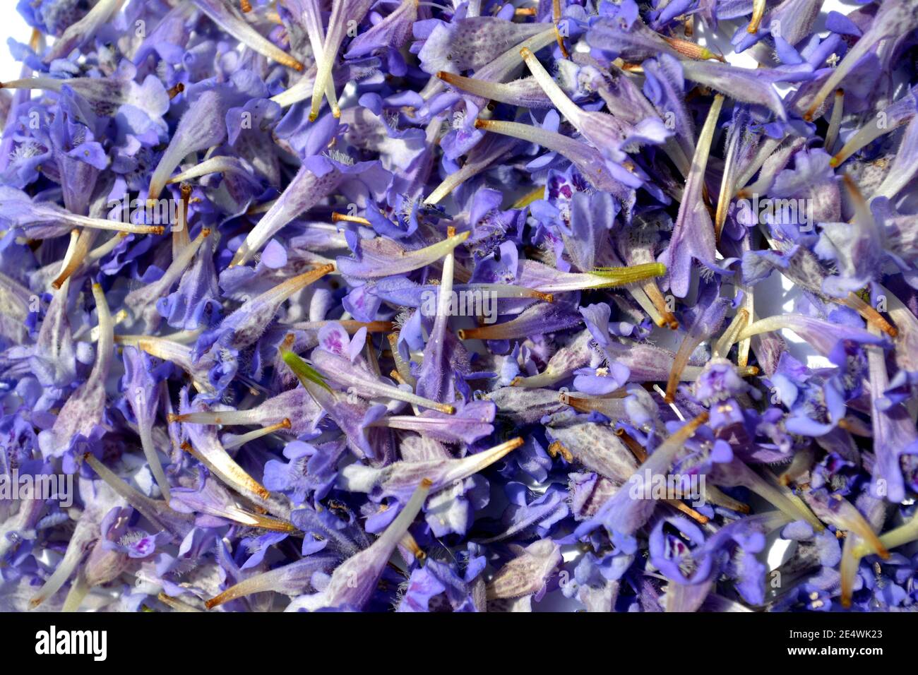 Mucchio di fiori viola di Glechoma hederacea. Altri nomi sono Nepeta glechoma, Nepeta hederacea-ground-ivy, gill-over-the-ground, tunhoof, creeping c Foto Stock