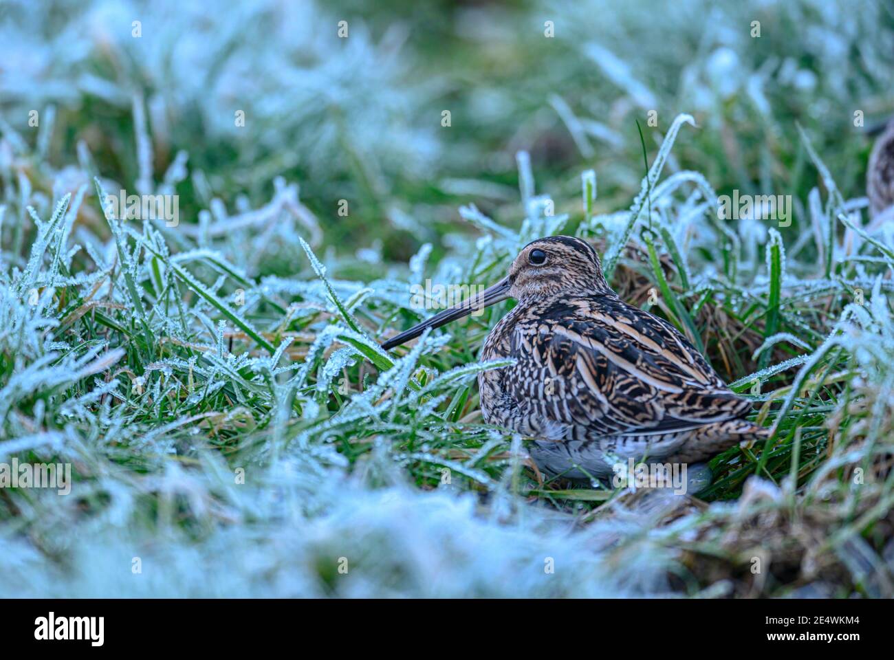 Comune Snipe Gallinago gallinago alimentazione in condizioni gelide su un aeroporto di Norfolk. Foto Stock