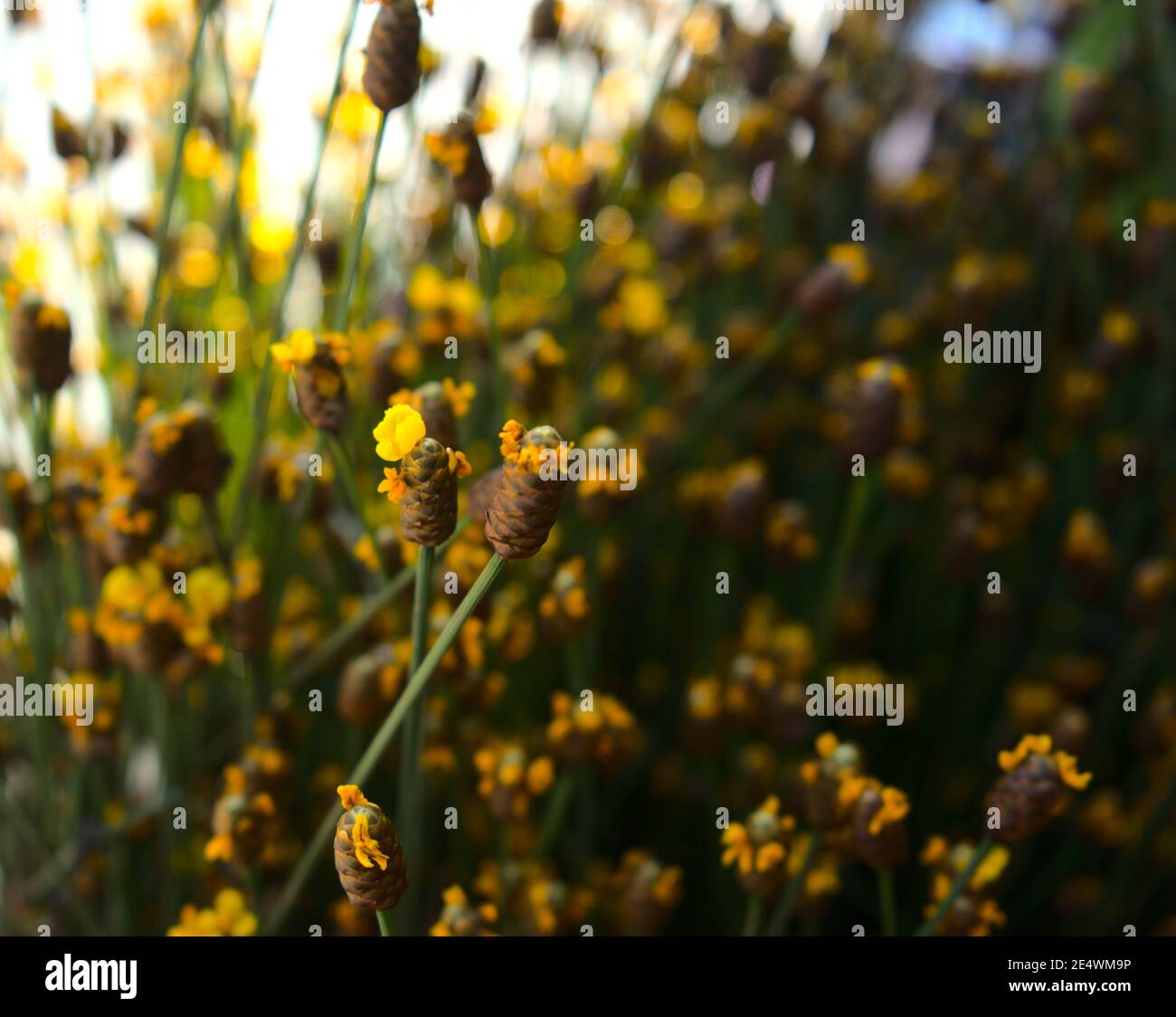 Fiori selvatici gialli con bokeh fondo texture astratta. Per qualsiasi botanica, natura, sfondo romantico o banner concetto, ecc Foto Stock
