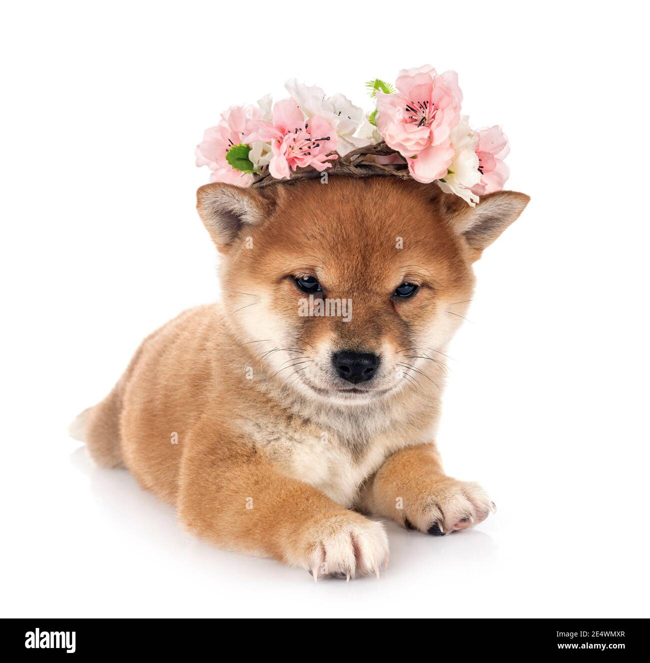 Cucciolo di Shiba Inu davanti a uno sfondo bianco Foto Stock
