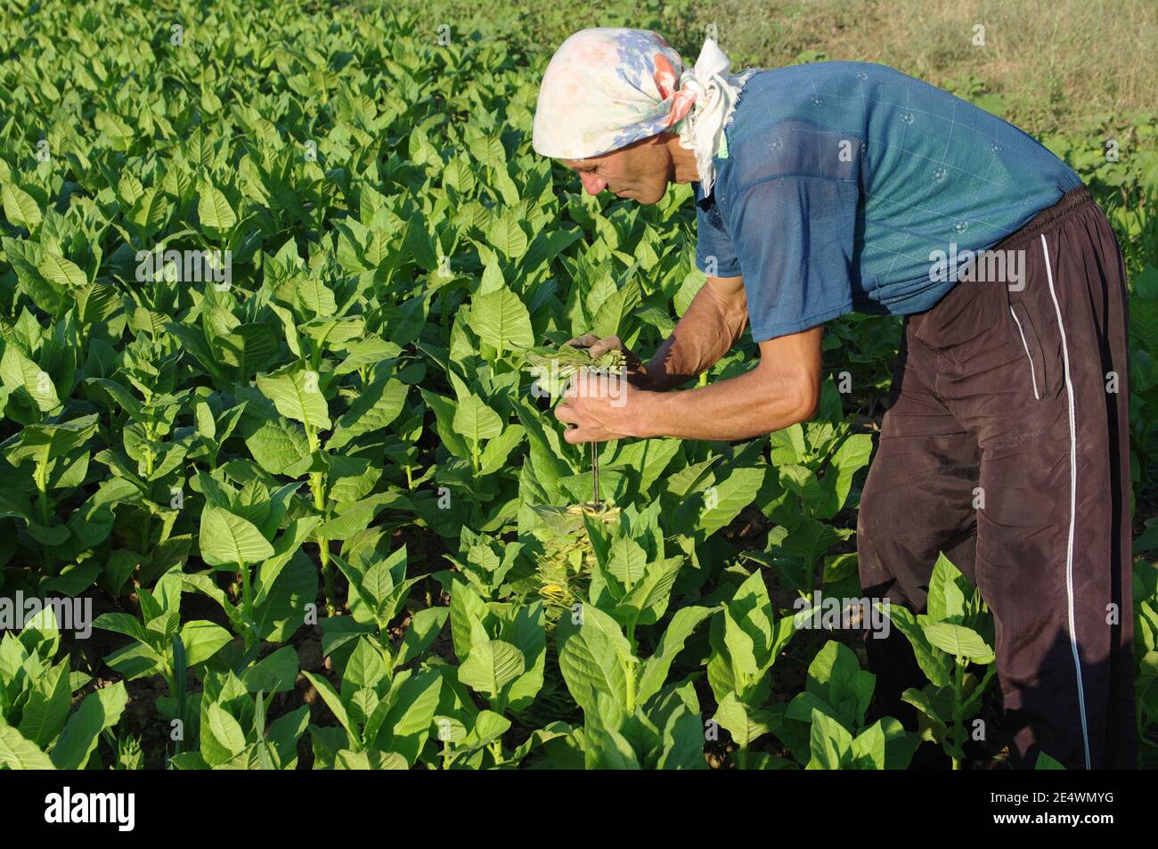 Giovane agricoltore latino uomo diserbo con guanti da giardinaggio nel  mezzo della piantagione agricoltura