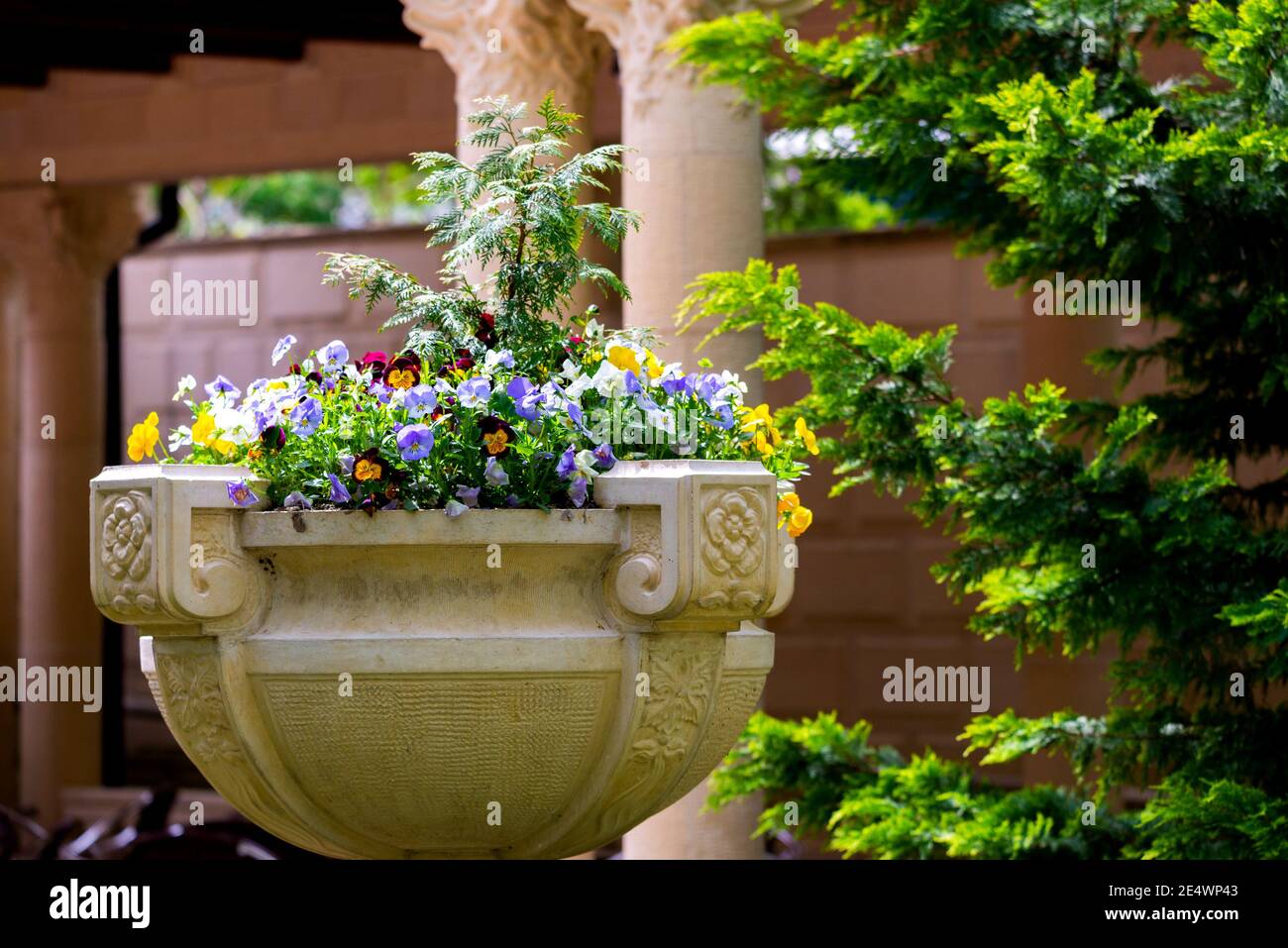 Contenitore di pietra o vaso con fiori di pansies. Foto Stock