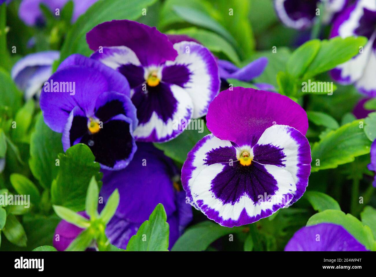 Fiori di pansies da giardino di colore porpora e bianco. Foto Stock