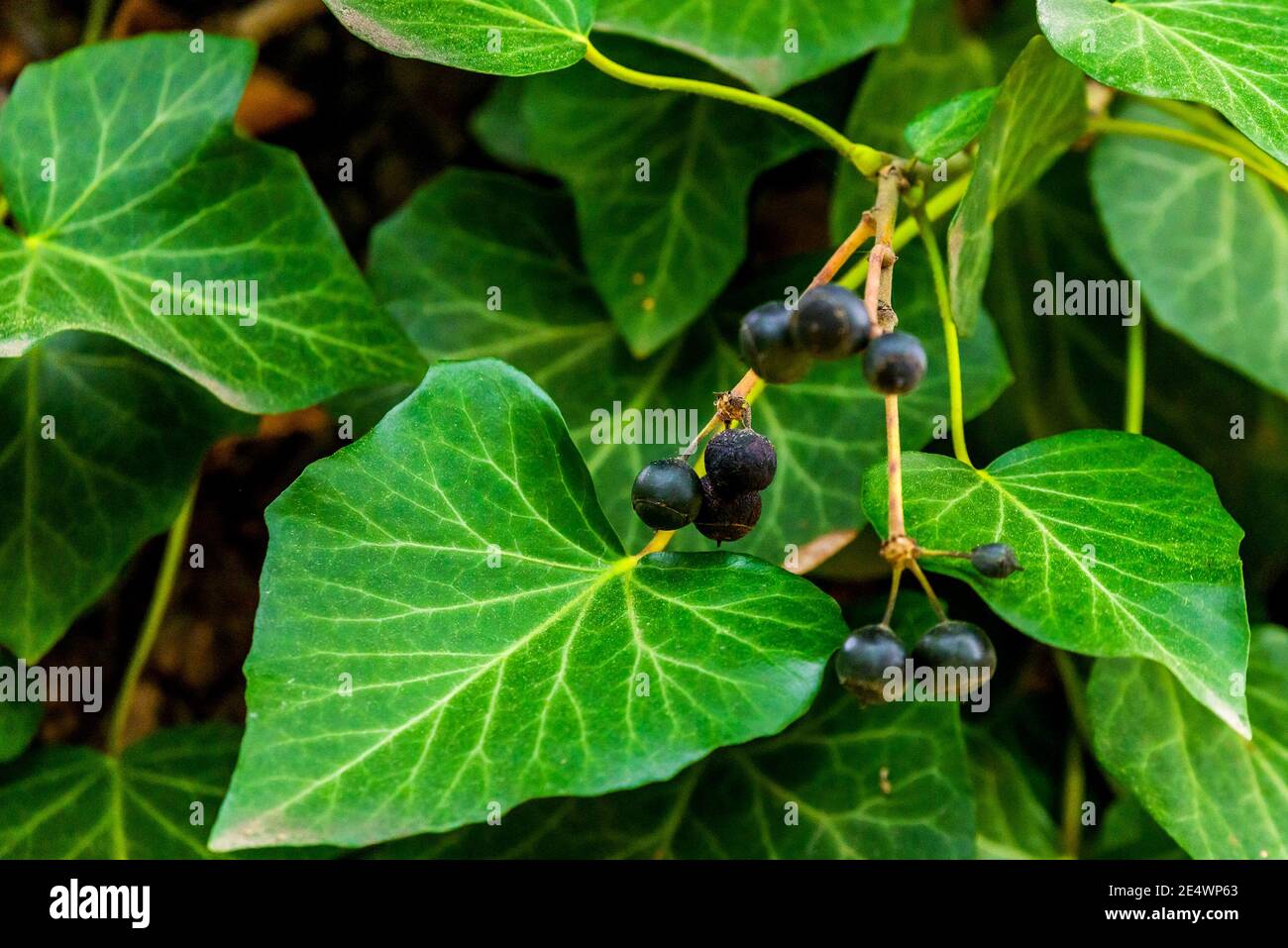 Bacche o frutti di Ivy o Hedera helix. Foto Stock
