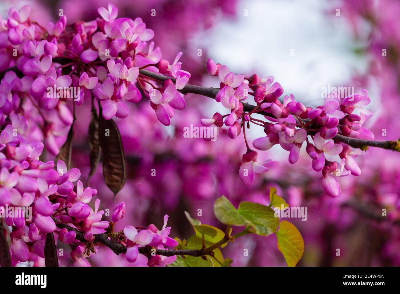 Cerci europei, o albero di Giuda, o scarlatto europeo. Primo piano di fiori rosa di Cercis siliquastrum. Cercis è un albero o arbusto, una specie del genu Foto Stock