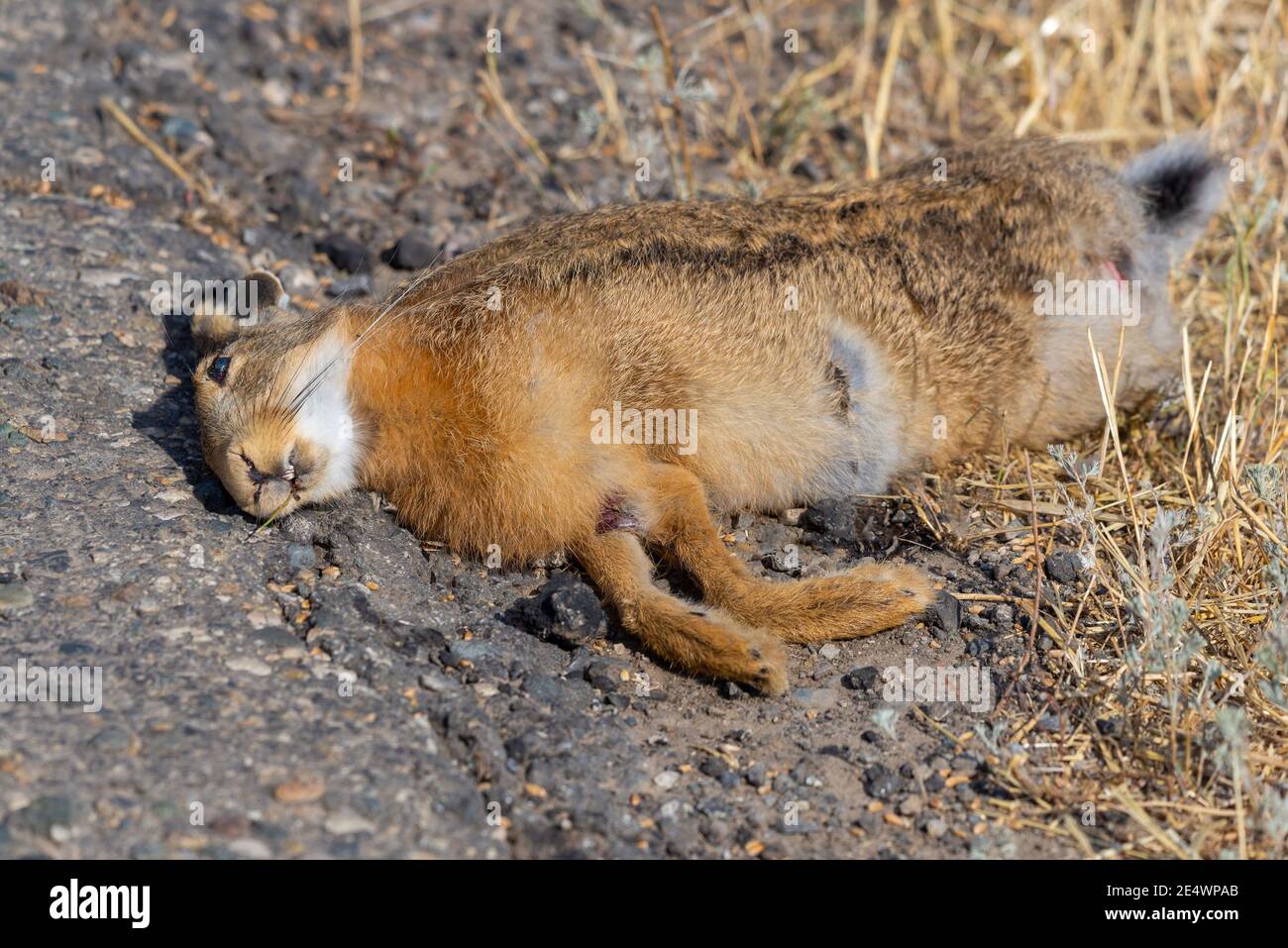 Hare roadkill su strada asfaltata. L'animale è stato colpito a livello della testa, ma ha ancora orecchie che si attaccano. Foto Stock