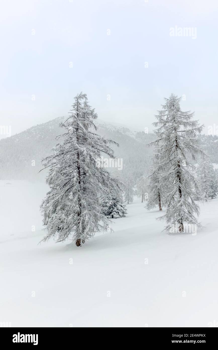 Sci alpinismo in montagna e nella foresta sopra Alvaneu in Le Alpi svizzere Foto Stock