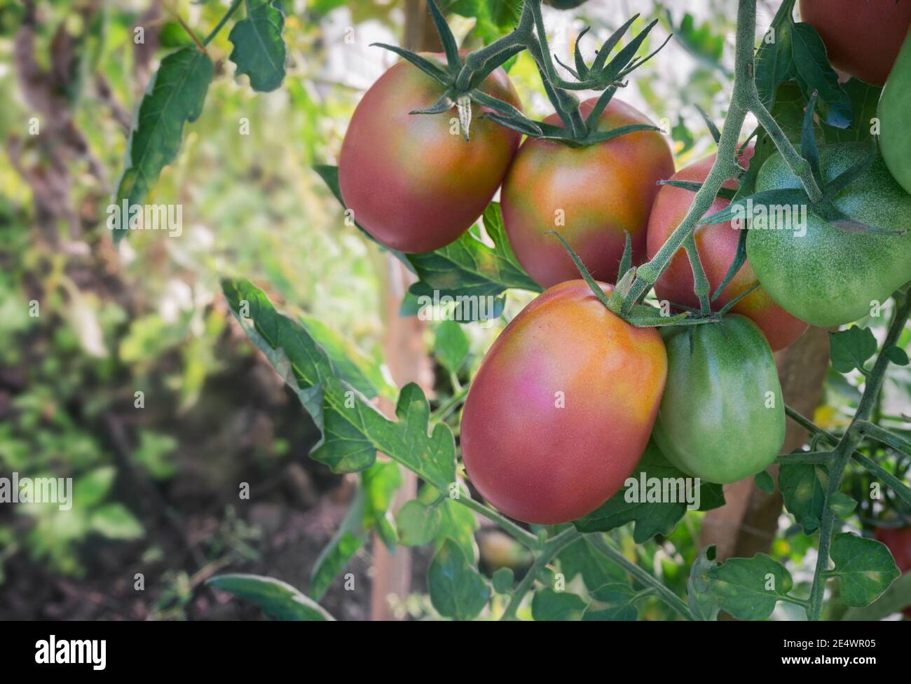Pomodori maturi sui rami di una bussola. Foto Stock