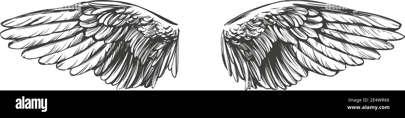 Ali d'angelo, collezione di ali d'uccello cartoon disegno vettoriale disegno illustrazione. Illustrazione Vettoriale