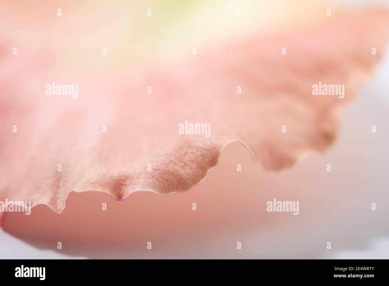 Astratto sfondo floreale, rosa fiore petalo. Messa a fuoco morbida. Spazio di copia. Foto Stock
