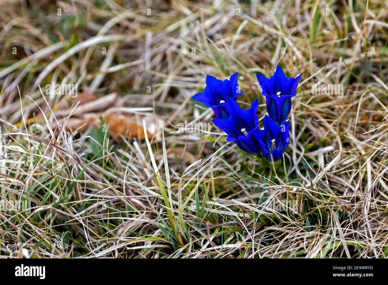 La genziana paludosa una rara pianta a protezione della natura, che cresce in Baviera sul lago Ammersee Foto Stock