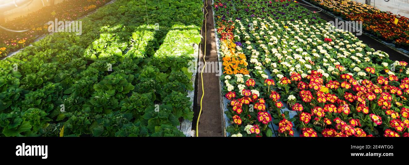 Serre per fiori in crescita. Settore florovivaismo Foto Stock