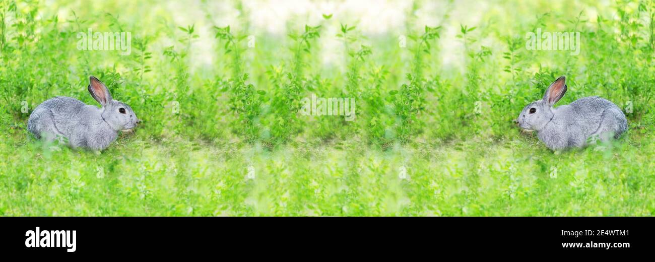 Sfondo widescreen con conigli grigi su erba verde Foto Stock