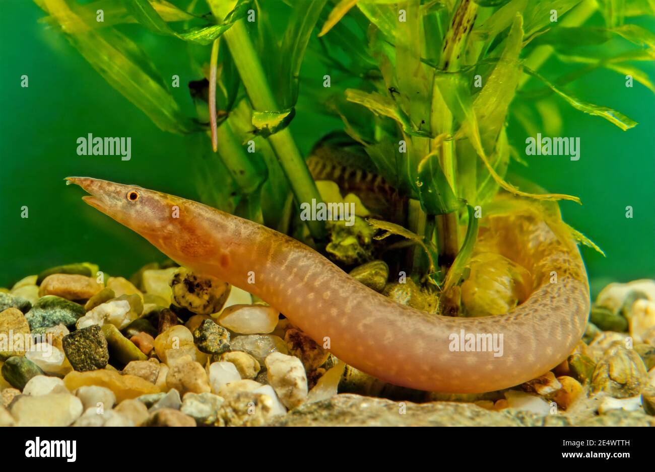 L'anguilla a zig-zag (Mastacembelus armatus), nota anche come anguilla gommata, anguilla gommata o anguilla spinosa marmorizzata, Foto Stock