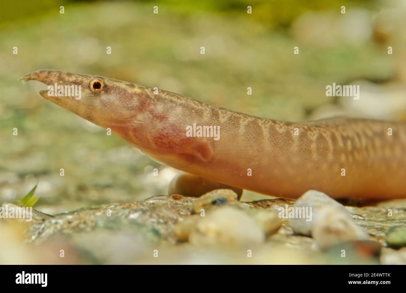 L'anguilla a zig-zag (Mastacembelus armatus), nota anche come anguilla gommata, anguilla gommata o anguilla spinosa marmorizzata, Foto Stock