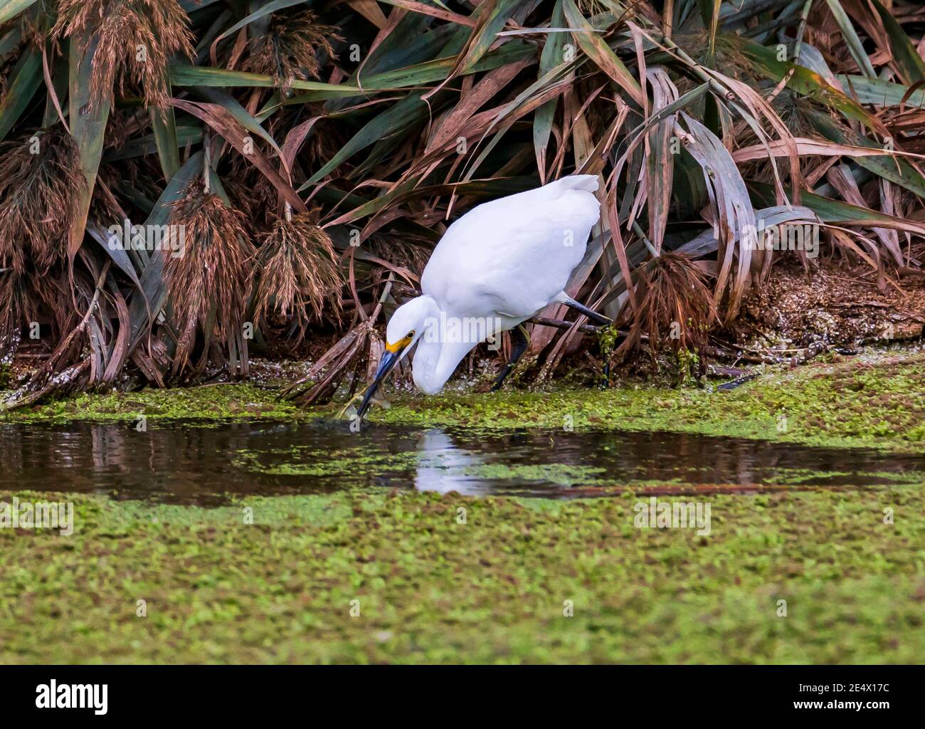 Un Egret Snowy (Egretta thula) si affaccia sull'acqua in un'intensa ricerca di un pesce in acqua a Farmington Bay Waterfowl Management Area, Utah. Foto Stock