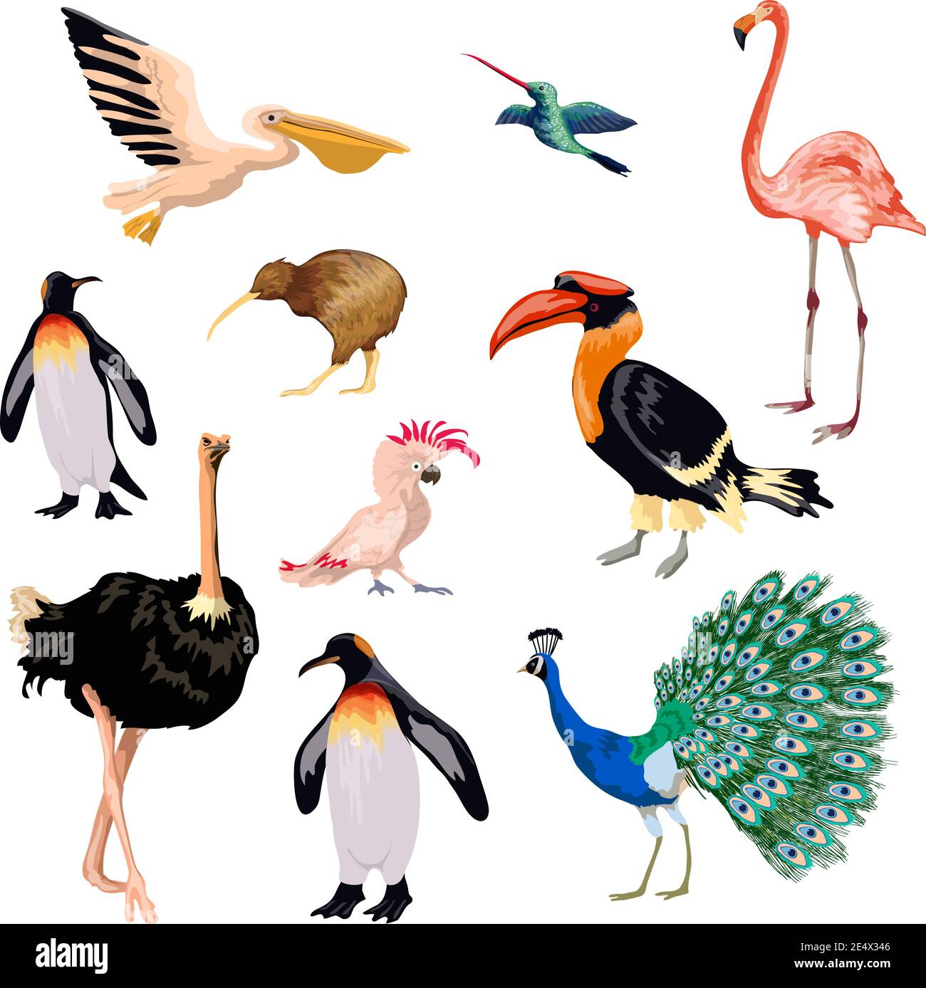 Uccelli esotici decorativi icone con pappagallo pellicano fenicottero pinguino illustrazione vettoriale isolata Illustrazione Vettoriale