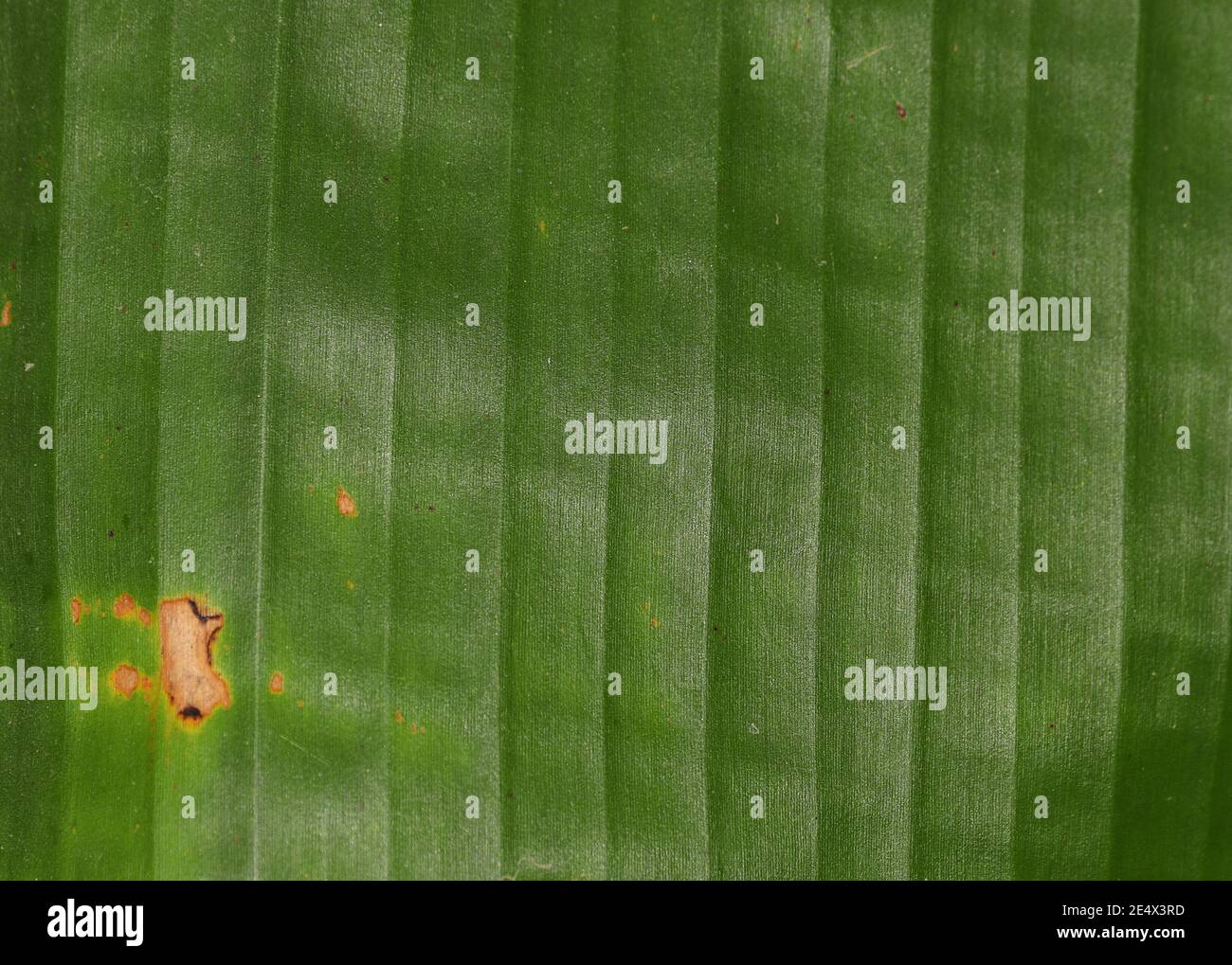 Banana foglia verde fresco lucido motivo foto di sfondo, india Foto Stock