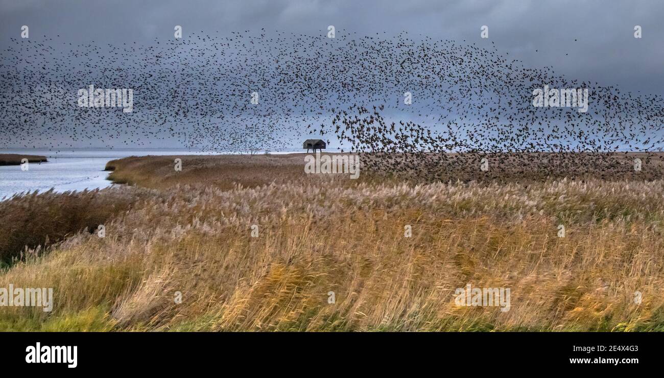 Enorme gregge di uccelli migratori che stellano l'Europa (Sturnus vulgaris) decollare dall'habitat alimentare di Lauwersmeer. Scena della fauna selvatica in natura d'Europa. Foto Stock