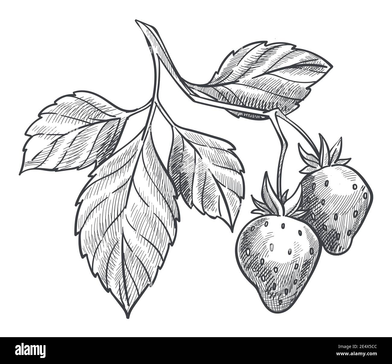 Pianta di fragole con bacche mature e fogliame Illustrazione Vettoriale
