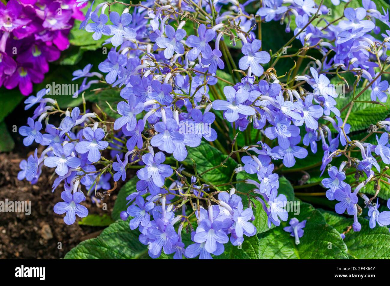 Streptococarpus 'Falling Stars' una pianta fiorente estiva primaverile con un fiore blu estivo comunemente noto come Cape Primrose, foto stock Foto Stock