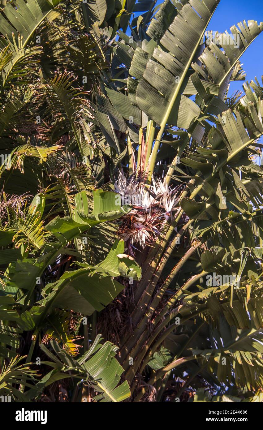 Strelitzia Nicolai 90 cm - Uccello del Paradiso | Pianta Tropicale da Interno - Senza vaso - Senza vaso
